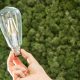 Hand hält eine Filament-Glühbirne vor einer dicht bewachsenen Wand aus grünem Moos.