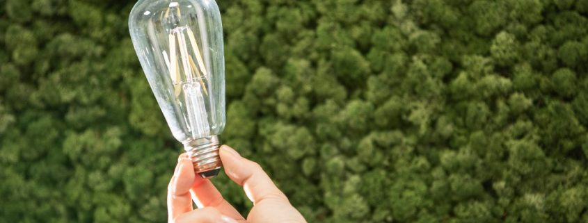 Hand hält eine Filament-Glühbirne vor einer dicht bewachsenen Wand aus grünem Moos.